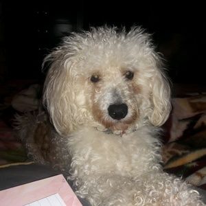 Meet your Posher, Karmin